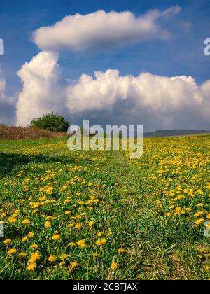 Wanderweg auf einer Wiese mit Löwenzahn (Taraxacum officinale), unter einem blauen Himmel mit einer massiven Wolke Stockfoto