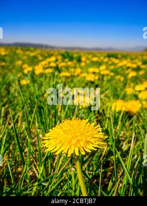 Selektiver Fokus auf einen Löwenzahn (Taraxacum officinale) im Vordergrund, auf einer Wiese voller blühender Löwenzahn in verschwommenem Hintergrund Stockfoto