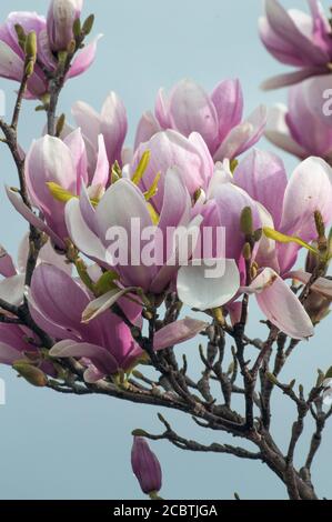 Magnolia soulangeana blüht in Melbourne, Australien, August 2020 Stockfoto