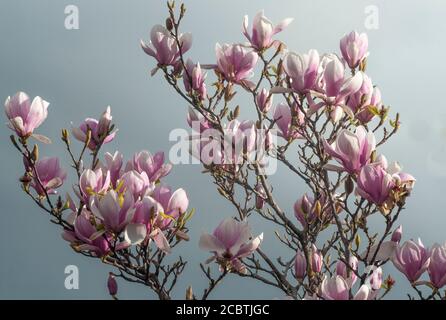 Magnolia soulangeana blüht in Melbourne, Australien, August 2020 Stockfoto