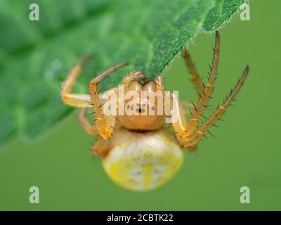 Nahaufnahme des Gesichts einer sehr hübschen Sechsfleckigen Orbweberspinne (Araniella displicata), die unter einem Blatt auf Deas isand, Delta, Großbritannien, hängt Stockfoto