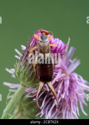 Vertikales Bild eines männlichen, gewöhnlichen oder europäischen Ohrwangens, Forficula auricularia, auf einem Distelblumenkopf, der die sehr großen Zangen eines reifen Männchens zeigt. B Stockfoto