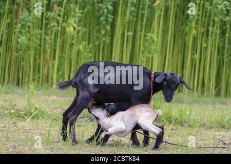 Ziegenmutter füttert zwei Ziegen in einem landwirtschaftlichen Feld Stockfoto