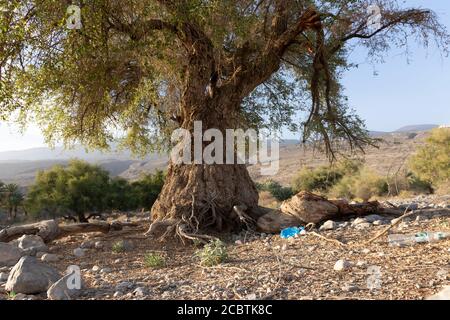 Misfat al Abreyeen, Nizwa Oman, 24. April 2015 - ist ein einzigartiges Bergdorf 1,000 m über dem Meeresspiegel auf den Bergausläufern der Umgebung Stockfoto