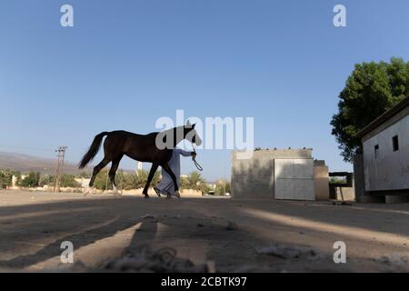 Ein omani Mann trägt traditionelle Mütze Training sein Pferd Stockfoto