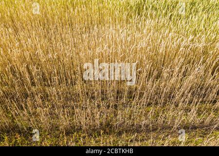 Nahaufnahme von goldenem Weizenfeld bereit zur Ernte. Reife Roggenpflanzen Hintergrund. Luftaufnahme von oben Stockfoto