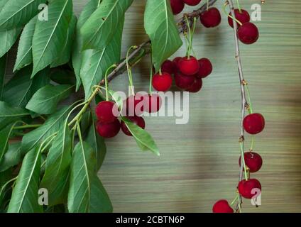 Kirschzweig mit grünen Blättern und reifen Beeren auf dunklem Holzhintergrund. Für eine Postkarte. Mit Platz für Text Stockfoto