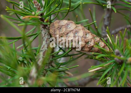 Grüner Lärchenkegel auf einem Baum aus der Nähe. Teil eines Lärchenzweiges mit einem Kegel Stockfoto