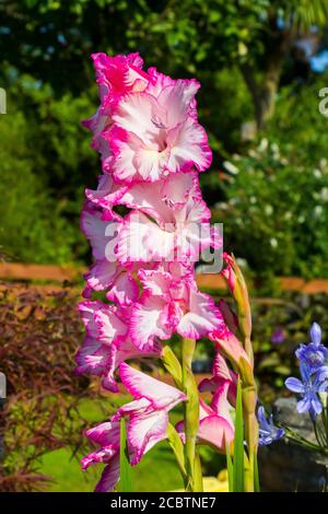 14. August 2020. Majestätische langstielige Gladioli Blumen in voller Blüte in einem privaten Garten in Bangor Grafschaft in Nordirland auf einem schönen sonnigen d Stockfoto