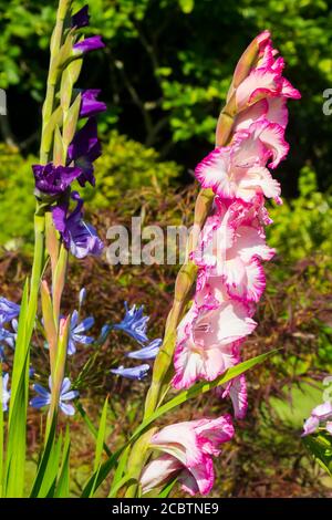 14. August 2020. Majestätische langstielige Gladioli Blumen in voller Blüte in einem privaten Garten in Bangor Grafschaft in Nordirland auf einem schönen sonnigen d Stockfoto