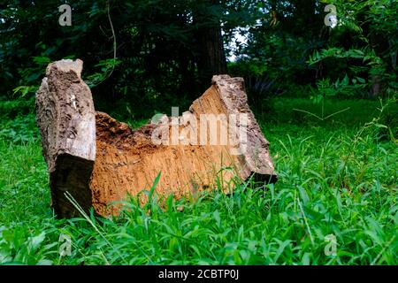 Gefälltes Holz im Wald Stockfoto