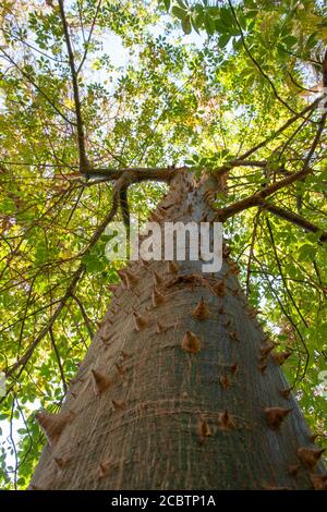 Nahaufnahme eines Baumstamms mit Dornen in Ägypten, Afrika. Ceiba Speciosa oder Chorisia Speciosa Seidenseide Stockfoto