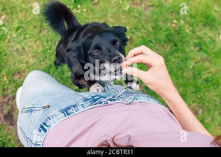 Junge Frau spielt (oder Ausbildung) mit Hund, Welpe essen Snack aus den Händen seines Besitzers Stockfoto