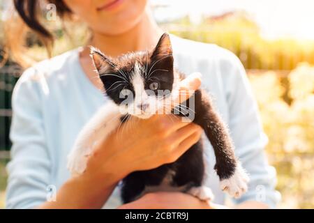 Nahaufnahme einer kleinen schwarzen und weißen Katze (Kätzchen) beim Weibchen Hände - Animal Thug Lifestyle-Konzept Stockfoto