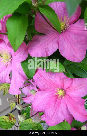 Vertikale Aufnahme von Clematis Blume im Garten Stockfoto