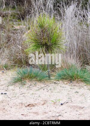 Vertikale Aufnahme eines neu gepflanzten pinus palustris auf einem Sandiger Boden Stockfoto