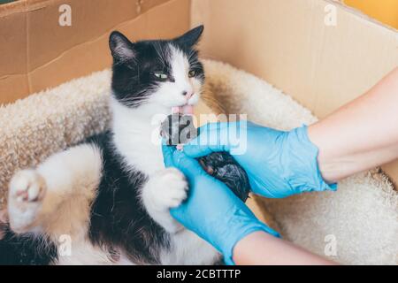 Besitzer oder Tierarzt Unterstützung einer Katze während der Geburt oder Geburt - Arzt mit Latexhandschuhen hält ein neugeborenes Kätzchen und Geben an seine Mutter t Stockfoto