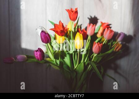 Bild von bunten holländischen Tulpen in einer Vase bei goldenem Stundenlicht, gegen graue Holzwand Stockfoto