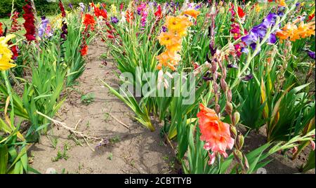 Feld voll von bunten Gladiolus auf dem Weg. Die Leute können sie schneiden und eine kleine Spende in eine Schachtel legen. Stockfoto