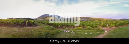 Panorama von Hügeln und Weinbergen in der Nähe von Eger in Ungarn. Die Gegend ist berühmt für ihren Wein. Stockfoto