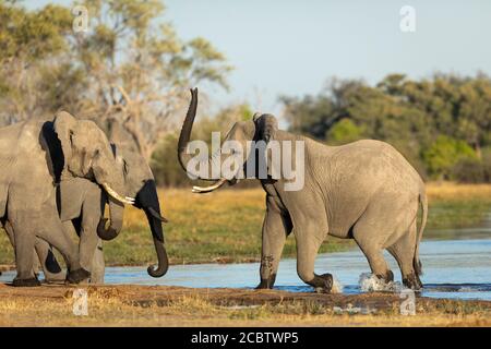 Elefanten trinken stehen am Wasserrand in warmem, gelbem Sonnenlicht In Khwai Okavango Delta Botswana Stockfoto