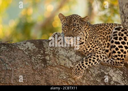 Horizontales Porträt eines Leoparden mit schönem Gesicht auf dem er liegt Ein Baumzweig im Kruger Park Südafrika Stockfoto