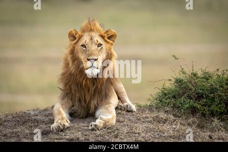 König der Löwen sieht wachsam aus und legt sich in Masai auf und sieht wach aus Mara Kenia Stockfoto