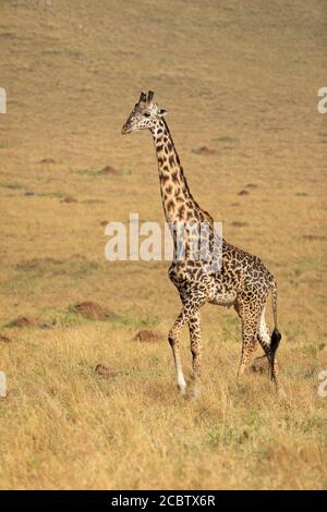 Vertikales Ganzkörperportrait der erwachsenen männlichen Giraffe, die auf geht Grasbewachsene Ebenen der Masai Mara in Kenia Stockfoto