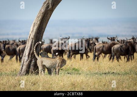 Zwei Erwachsene Geparden stehen bei einem Baum, der riecht und markiert Gebiet mit einer Herde von Gnus im Hintergrund in Masai Mara Kenia Stockfoto
