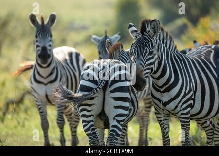 Rückansicht von Zebras Unterteil und Halbkörper des Zebras Steht in der Nähe in Masai Mara Kenia Stockfoto