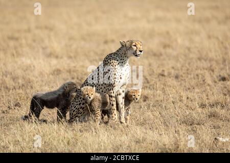 Erwachsene weibliche Gepard und ihre vier Jungen in offenem Gelb Ebenen des Serengeti National Park Tansania Stockfoto