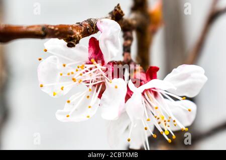 Kirschblüten in Hallstatt Stockfoto