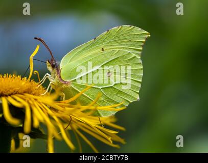 Zitronenfalter auf den Blüten einer gelben Blume Stockfoto