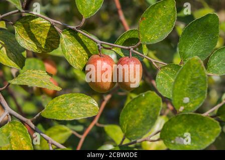 Jujube lokal als Boroi bekannt wachsen auf dem Baum. Khulna, Bangladesch. Stockfoto