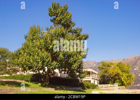 Paulownia tomentosa Baum gegen schöne Herbst mediterrane Landschaft. Montenegro, Kotor Bay, Prcanj Stadt Stockfoto