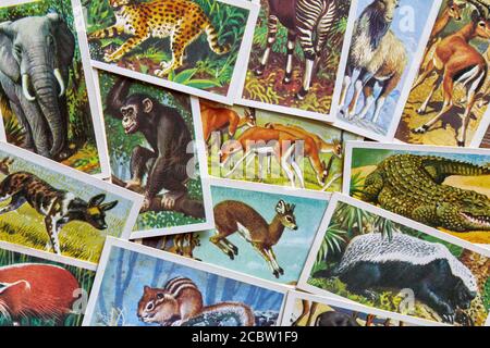 African Wildlife Brooke Bond Teekarte Set aus dem Jahr 1961. Stockfoto