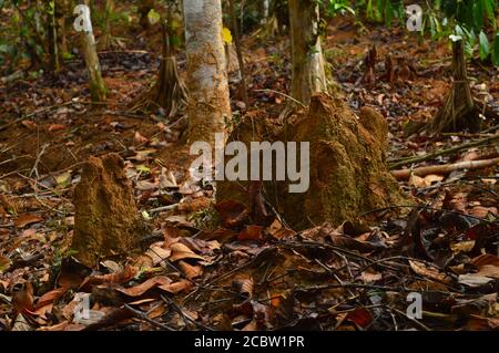 Bild einer Anthill im Wald. Ein Ameisenhaufen sieht aus wie ein kleiner Sandhaufen auf der Erde mit einem winzigen Loch in der Spitze, in das Ameisen kriechen, um auszuweichen Stockfoto