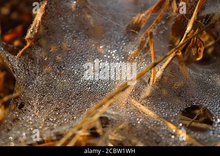 spinnennetz mit Tau Tropfen am Morgen. Trockene Spinnenseide bildet eine Kette-ähnliche Struktur. Zwei Hauptfasern unterstützen eine Reihe von separaten abgerundeten 'Puffs Stockfoto