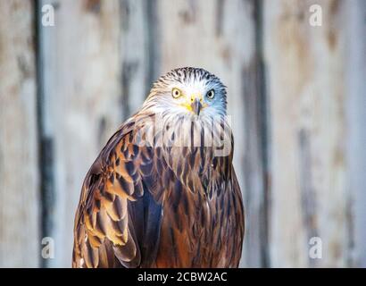 Ansicht eines roten Drachen, lateinisch Milvus milvus, er ist ein mittelgroßer Greifvogel aus der Familie Accipitridae, der auch viele andere tagaktive Greifvögel enthält Stockfoto