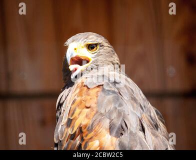 Blick auf einen Harris-Falken, Parabuteo unicinctus, früher bekannt als der Bay-geflügelte Falke oder Dunkelfalke, und in Lateinamerika als peuco bekannt Stockfoto