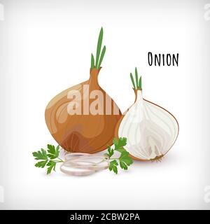 Zwiebel ganz, halb, Zwiebelringe, grüne Blätter, Wurzeln, Petersilie in flacher Form. Gemüse Bio Bio Bio-Bauernhof Produkt. Beschriftung Zwiebel. Gewürzpflanzen Gewürzsammlung. Vektorgrafik. Stock Vektor