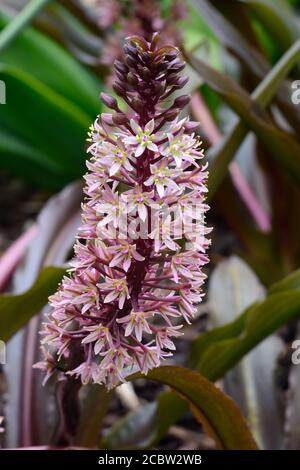 Eucomis cosmosa OakhurstGlitzernde Schönheit Blume Spitze Ananaslilie Stockfoto