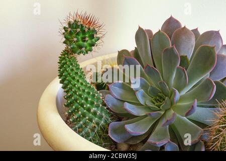 Kakteen, Hobby-Konzept. Sempervivum, Echinopsis spachiana im Blumentopf Stockfoto