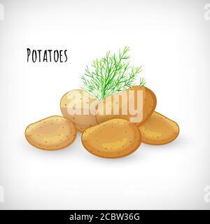 Ganze ungeschälte Kartoffeln, Dillzweig in flacher Form. Gemüse Bio Bio Bio-Bauernhof Produkt. Beschriften Von Kartoffeln. Kartoffel frisches rohes Gemüse Bild. Vektorgrafik auf weißem Hintergrund. Stock Vektor
