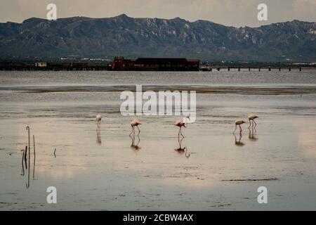 Flamingos im Naturpark Delta de l'Ebre in Tarragona, Katalonien, Spanien Stockfoto