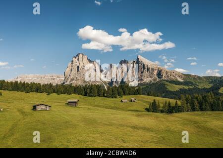 Seiser Alm - Seiser Alm Wiesen mit Langkofel - Langkofel Berggruppe im Hintergrund in Dolomiten, Trentino-Südtirol, Südtirol, Italien, EUR Stockfoto