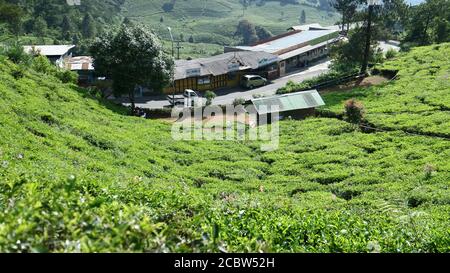 Bogor, Indonesien - 23. Mai 2019: Teeplantage in Cisarua, Bogor, West Java, Indonesien. Stockfoto