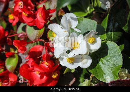 Wachsartige und farbenfrohe Begonia-Gartenblumen wachsen in einer Wanne Stockfoto