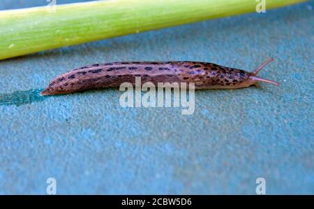 Österreich, Tigerschnecke ein nützliches Tier Stockfoto