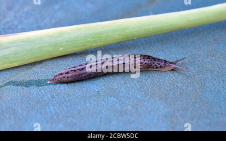 Österreich, Tigerschnecke ein nützliches Tier Stockfoto